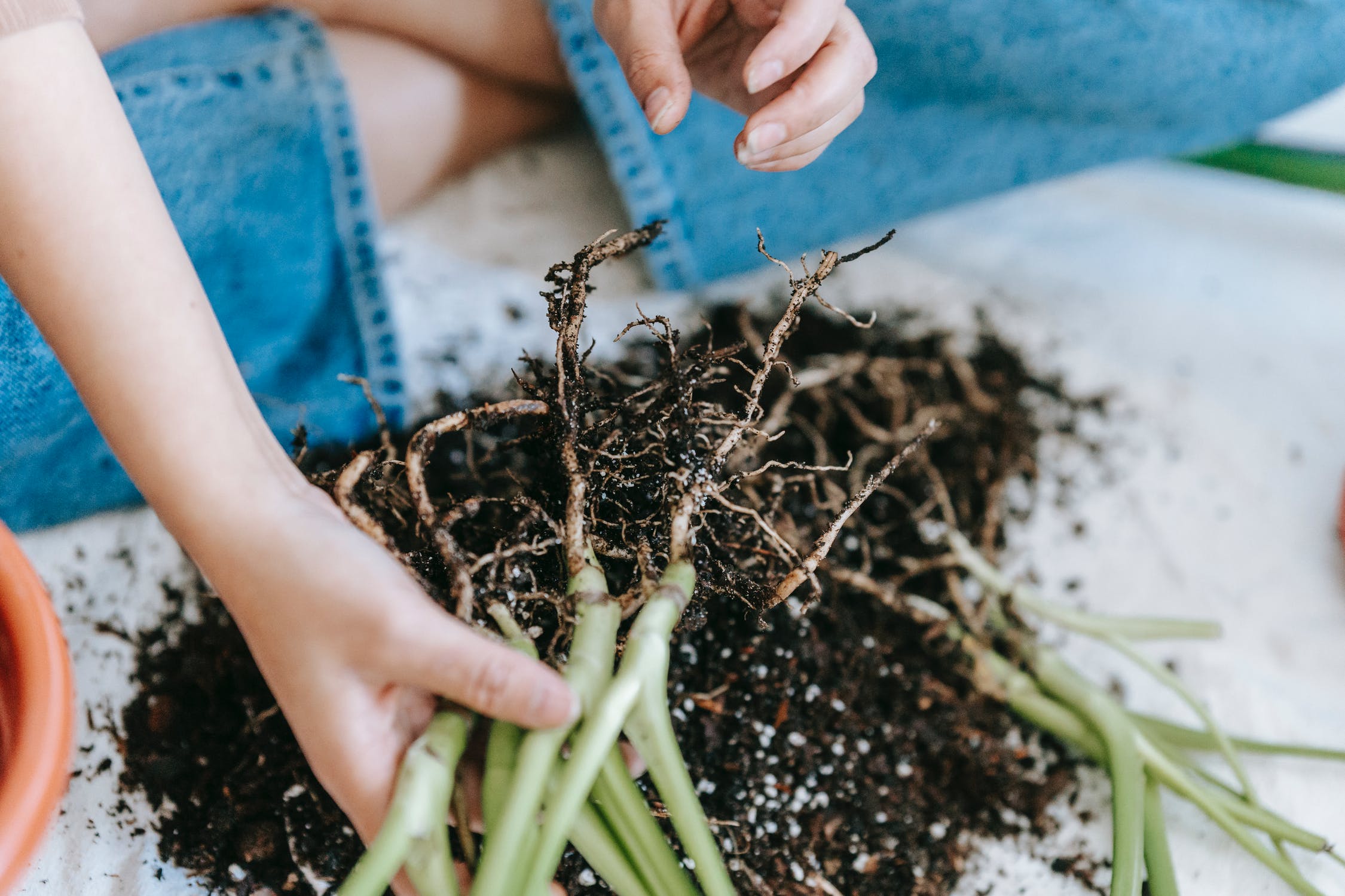 How To Have A Garden In An Apartment?